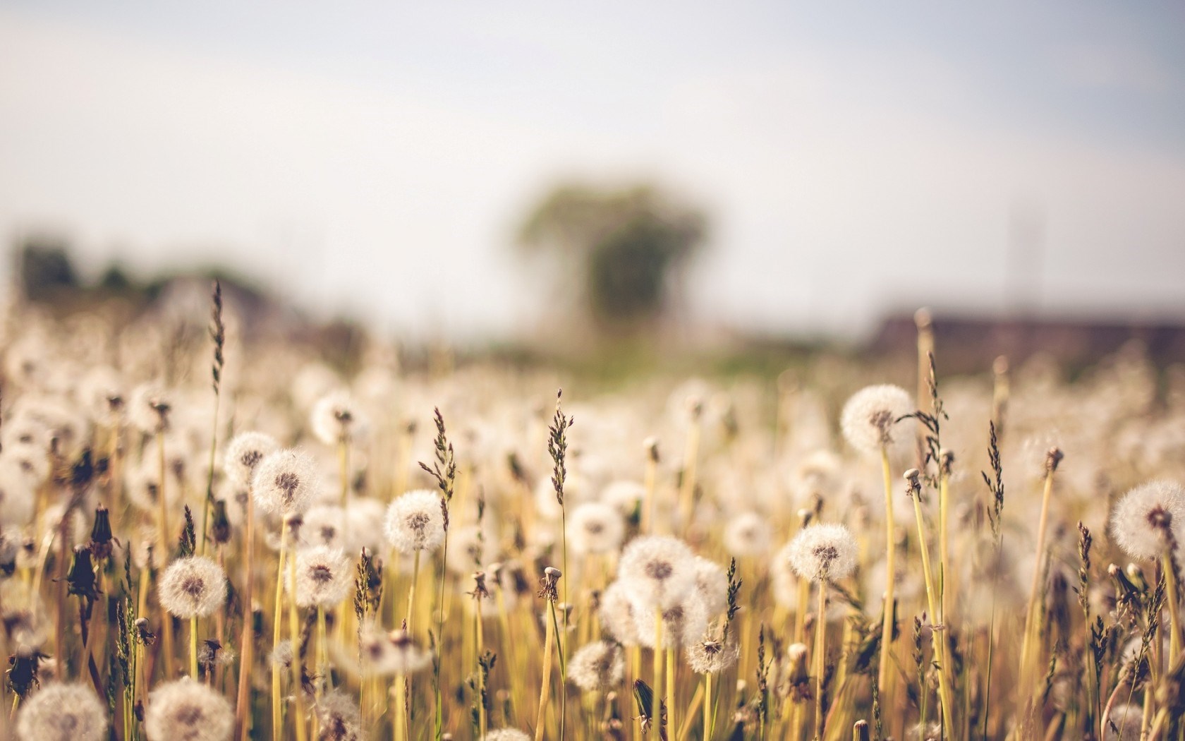 flower-wallpaper-tumblr-25
